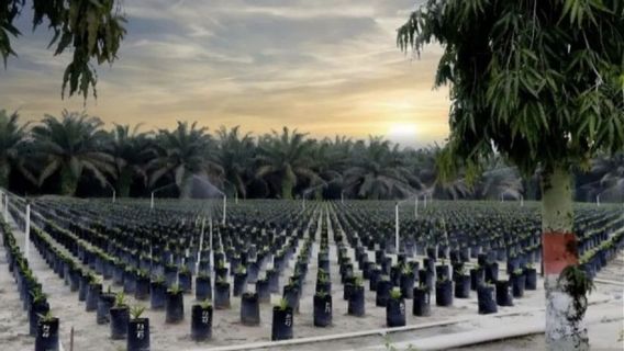 PTPN IV PalmCo Targets Farmers To Absorb 2.1 Million Superior Palm Seeds