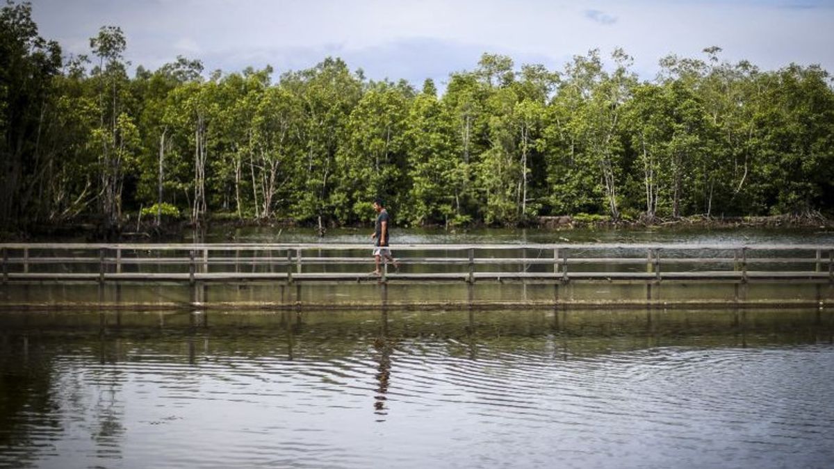 Playing The Heart Of Coastal Life, Mangrove Area In Indonesia Reaches 3.4 Million Hectares