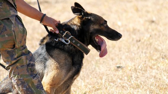 Ilmuwan Inggris Mulai Latih Anjing untuk Deteksi Pasien COVID-19