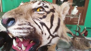 BKSDA Sumsel Amankan Harimau Diawetkan dan Sejumlah Satwa Endemik Indonesia Lainnya