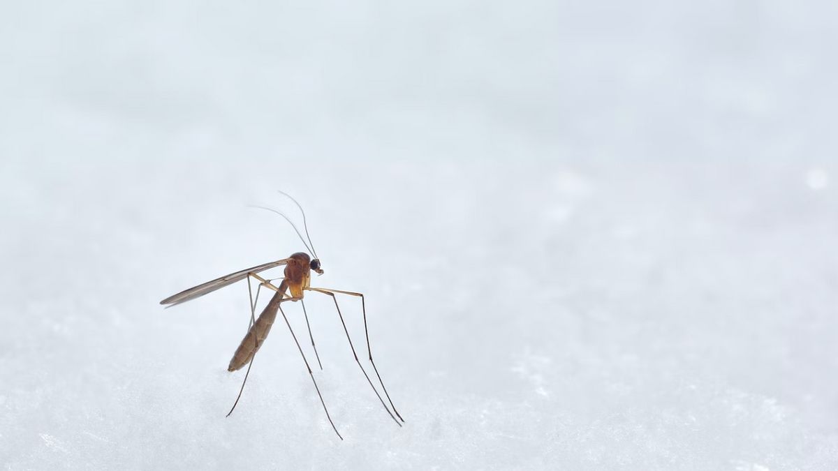 Dinkes: Aktivitas Tambang Timah di Babel Picu Peningkatan Kasus Malaria