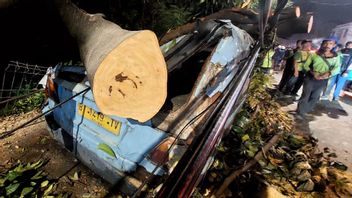 アンコットがパサール・レボのアンサナの木に倒れ、ガラスの割れで乗客5人が負傷