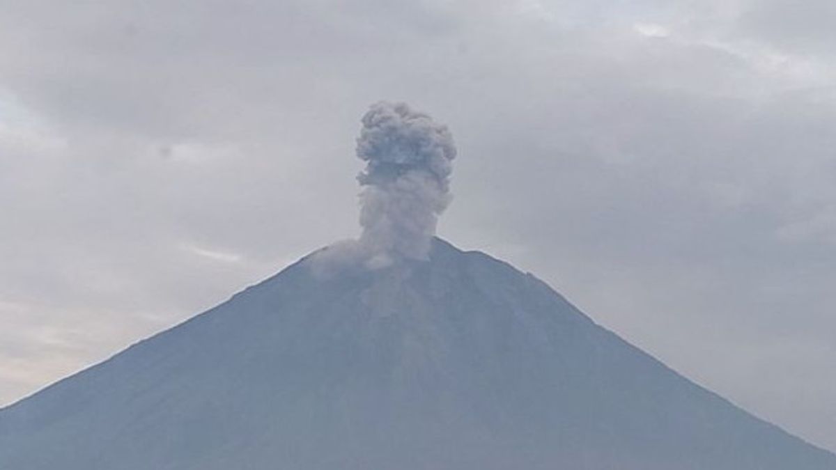 Mount Semeru Erupts Again, Eruption Reaches 1,200 Meters Above The Peak