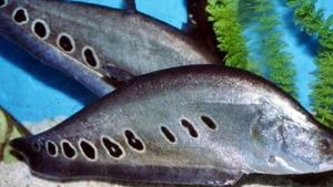爪哇勿里达鱼濒临灭绝,KKP 人口数据收集