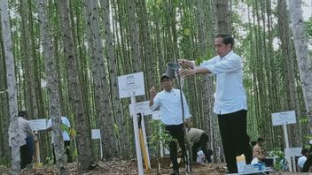 الرئيس: IKN تعيد الغابة الاستوائية في كاليمانتان