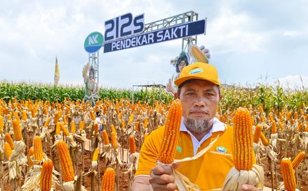 Dinanti Petani, Jagung Bioteknologi Pertama dengan Keunggulan Ganda di Indonesia Mulai Dipasarkan