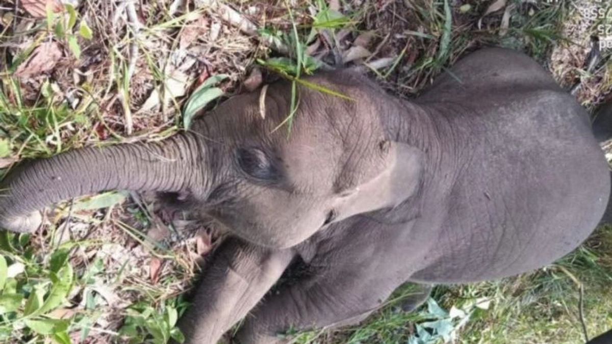    Polda Riau Selidiki Kematian Anak Gajah di TN Tesso Nilo