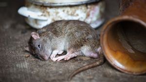 Misterius! 8 Orang di Cipete Terjangkit Virus Aneh, Diduga Terpapar Tikus