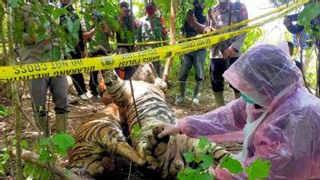 Police Examine 12 Witnesses Regarding Death Of 3 Tigers In East Aceh