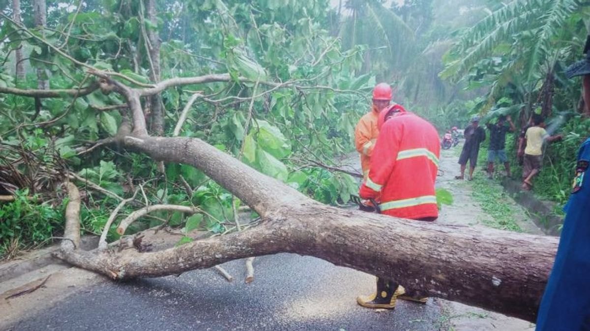 أشجار أمبرك بسبب الأمطار الغزيرة حواجز الطرق في جنوب لامبونغ ، الإخلاء بيرس 1 ساعة أخرى