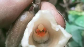 エキゾチックで希少、セメルの森に新しいランの種が現れる