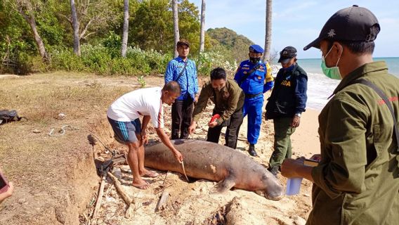 Le Ministère Des Affaires Maritimes Et De La Pêche Et La Communauté Gèrent Un Dugong échoué à Bawean