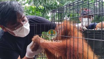 Petugas BKSDA Evakuasi Orangutan Terjebak di Kebun Sawit Subulussalam Aceh
