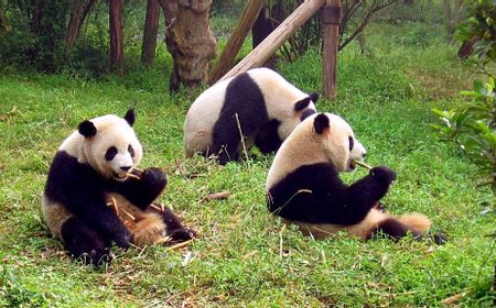 Era Baru Diplomasi, China Bakal Kirim Lebih Banyak Panda ke Amerika Serikat