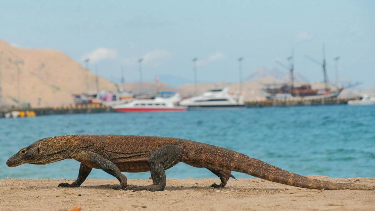 Komodo Tour dari Bali: Panduan Lengkap, Harga, dan Hal yang Wajib Diketahui