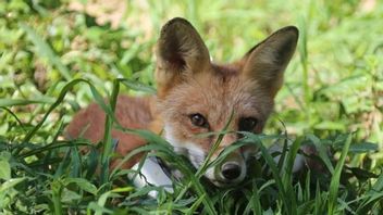 韓国、個体群回復のために絶滅危惧種の30頭のサルを野生に放流