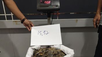 检察官承诺对西加里曼丹15.52公斤穿山甲 Sisik的贸易嫌疑人提出最高指控