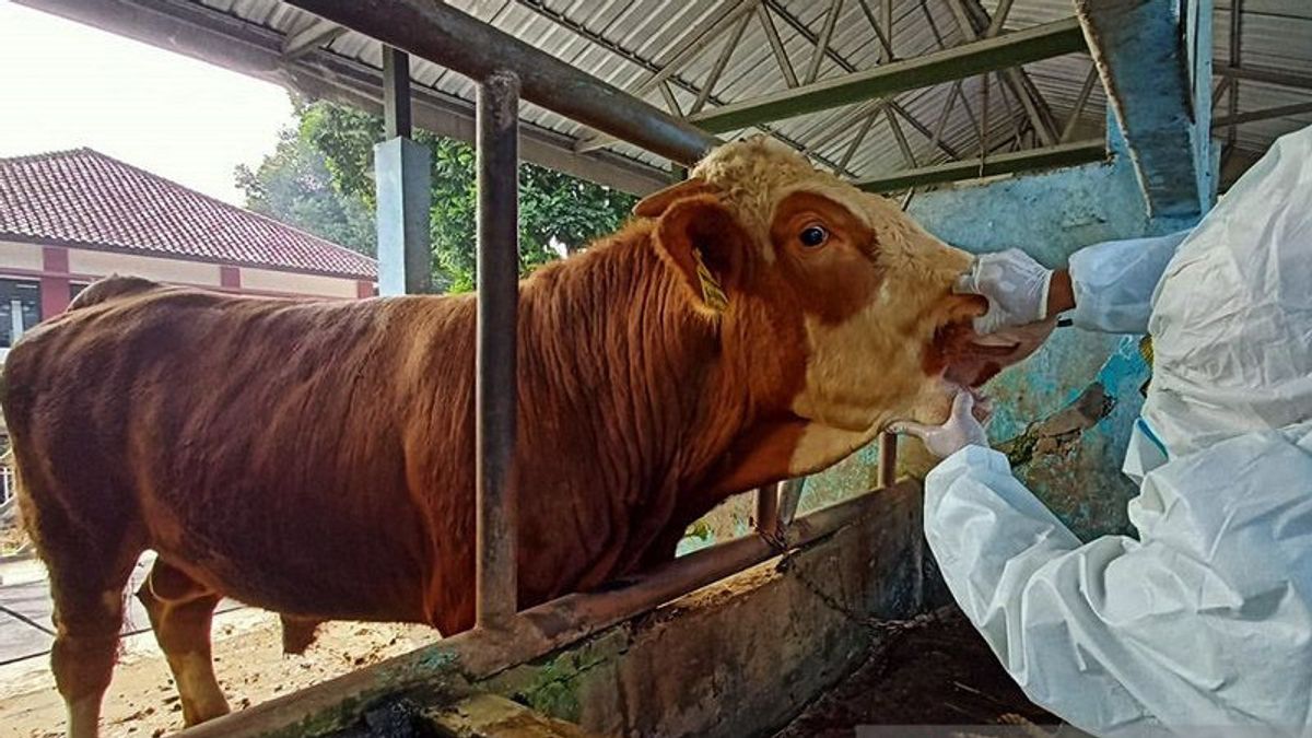 سيربون ريجنت يدعو صندوق كيراهيمان للمزارعين الذين ماتت حيواناتهم المتضررة من مرض الحمى القلاعية غير موجود بعد