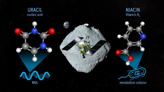 牛肉と同様に、リュウグウ小惑星にはビタミンB3とウラシルが含まれていることが判明しました