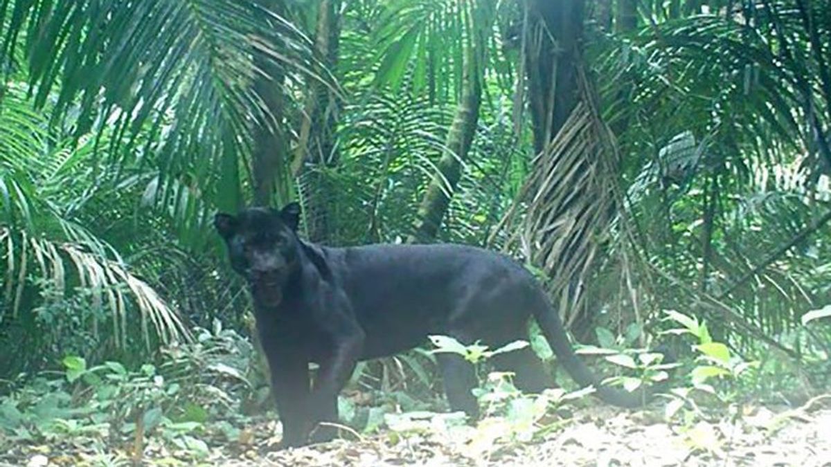 Interesting Information, There Are 18 Black Panthers Observed On Nusakambangan Island