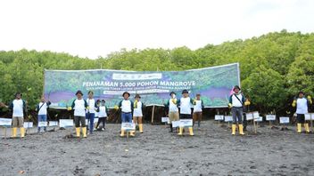 PLN在东爪哇KEE Teluk Panggang种植了5，000颗红树林种子