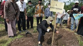 Berita Sleman: Bupati Sleman Menanam Bibit Sawo di Kebun Pendidikan