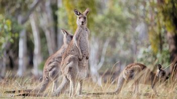 300 Kanguru Terancam Disembelih Terkait Rencana Pembangunan Jalan dan Fasilitas Olahraga