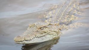 Un garçon de 12 ans disparu après avoir été capturé par un crocodile en Australie