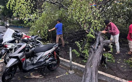 Rawan Tumbang Saat Hujan Deras, Pemprov DKI Diminta Tebang Pohon Tua