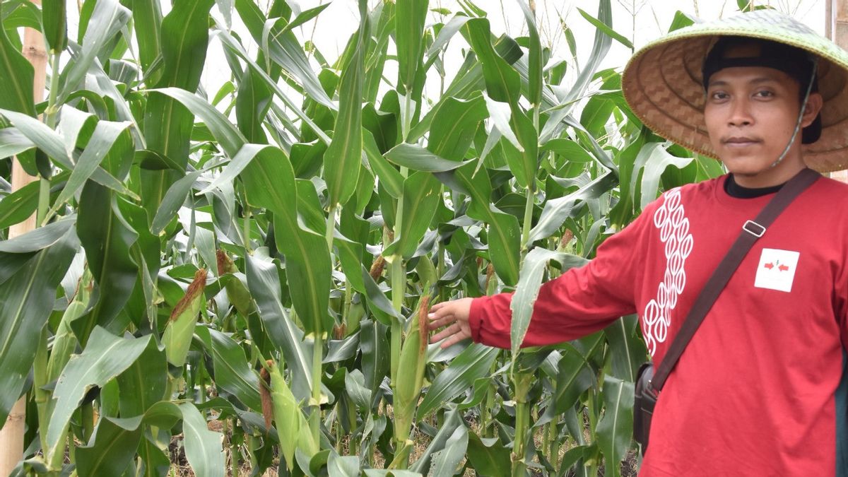 Ahead Of 2024, Demand For Sweet Corn Soars