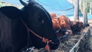 Presiden Prabowo Kurban 13 Sapi Di Papua Dengan Bobot Minimal 800 Kg