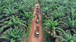 Penyerahan Lahan Sawit 833 Ribu Hektare ke Agrinas Tanpa Lelang Disebut Langgar Aturan