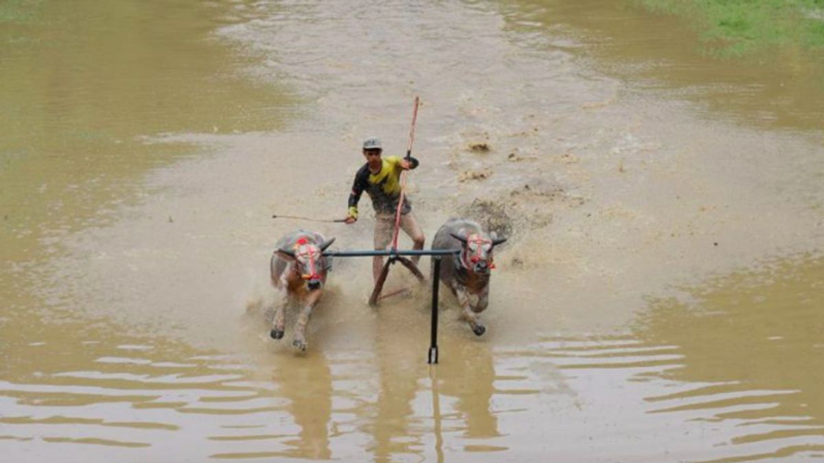 Karapan Kerbau Dorong Ekonomi dan Lestarikan Budaya Sumbawa Barat
