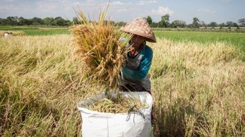 Jambi Rice And Rice Production 2025 Increases By 30.9 Percent