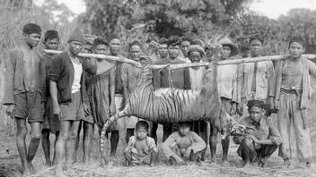 トラに殺された:バタビアのVOC時代の初期の普通の事件