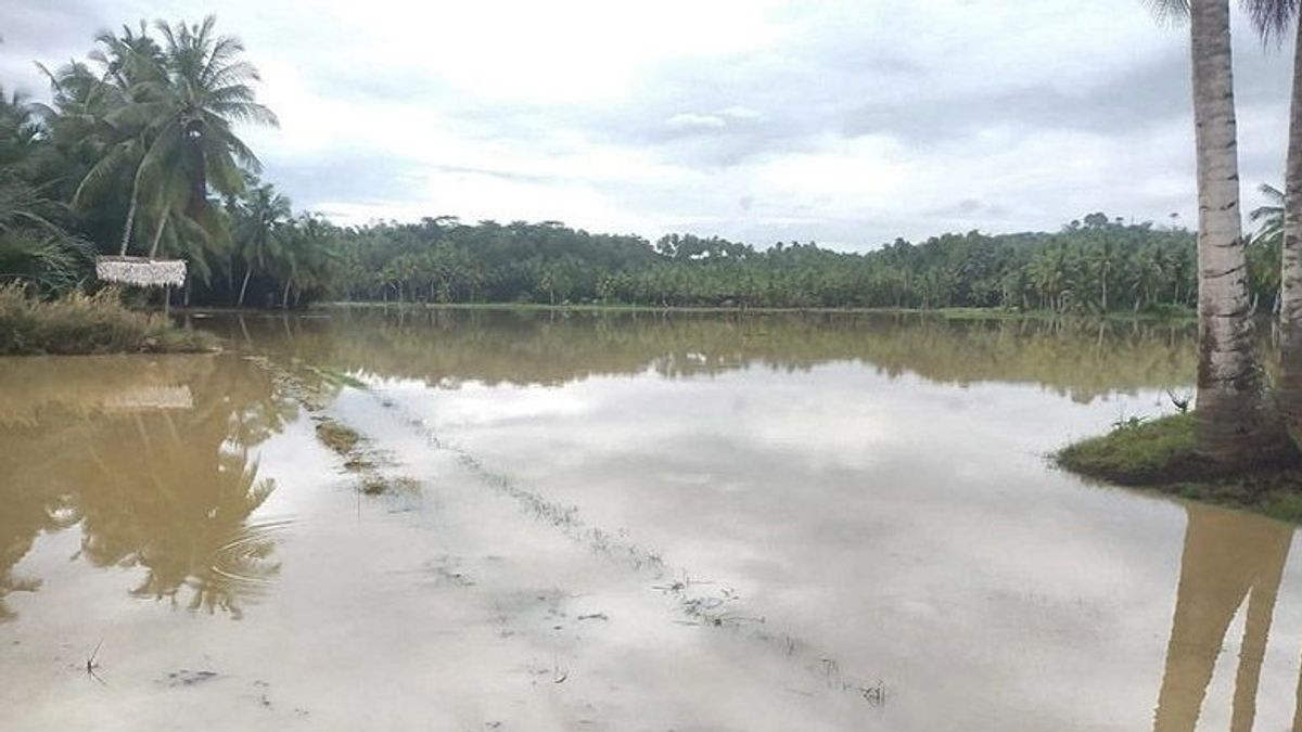 360 Hectares Of Rice And Rice In North Aceh Inundated In Floods