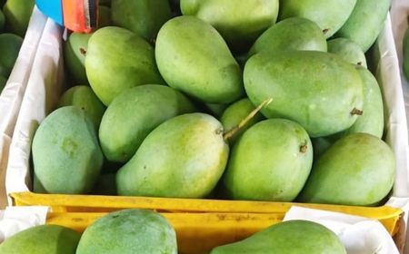 1,3 Ton Mangga Harum Manis Jatim Diekspor ke Singapura