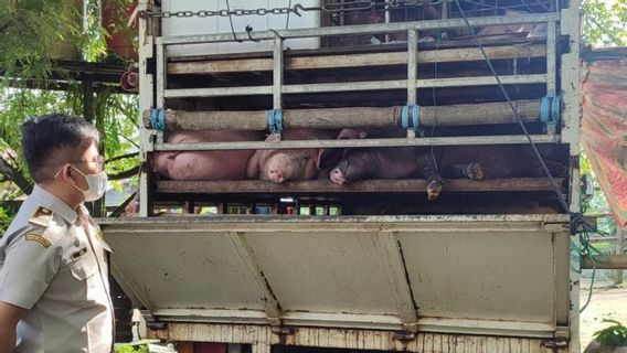 禁止26头猪进入巴厘巴板，在港口保护，因为它们没有被怀疑