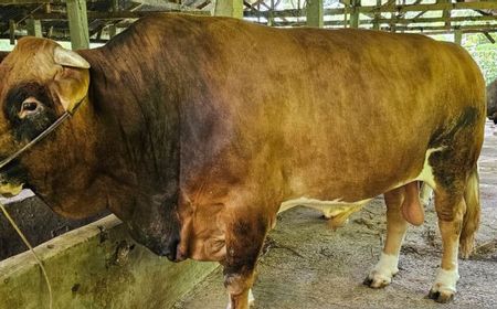 Iduladha 2023, Presiden Jokowi Berkurban Sapi Limousin Seberat 1 Ton di Sumbar