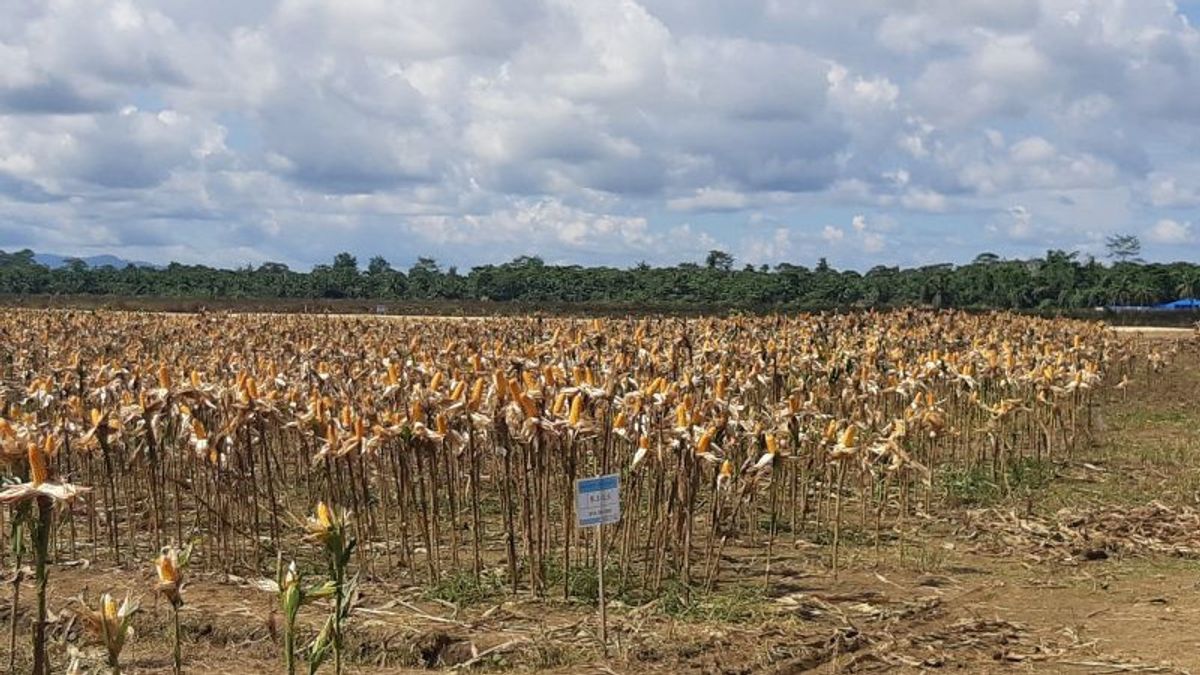 70 Farmers Who Accompany Jokowi Harvesting Corn Are From 3 Villages in Keerom Papua