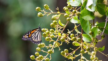 种群减少85%以上，帝王蝶被列入濒危物种名录