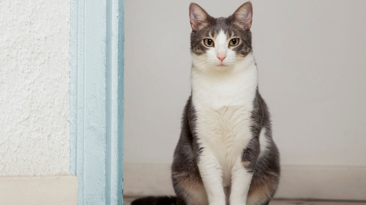Kucing Dua Warna atau <i>Tuxedo Cat</i> Dianggap Setia dan Pintar, Begini Faktanya