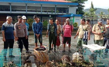 Polisi Gagalkan Penyelundupan 7 Kanguru Asal Papua