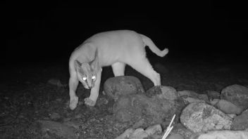 富士寺山脈の珍しいカメラキャプチャされたアラビアのカラカル