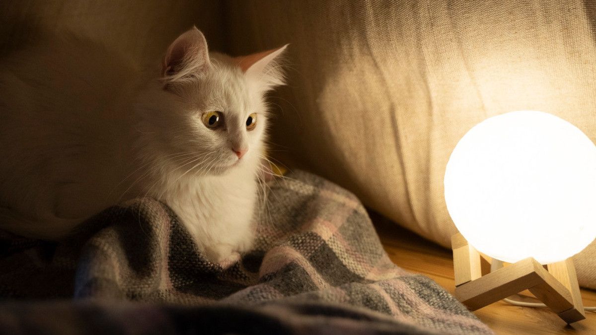 Memiliki Ketahanan Hidup yang Fantastis, Itulah Kenapa Kucing Disebut Punya Sembilan Nyawa