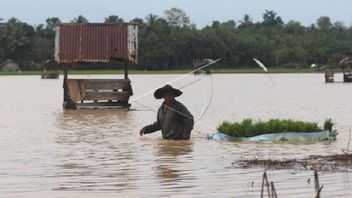 亚齐受洪水影响的6，265公顷农民稻田