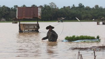 6.265 Hectares Of Rice Farmers In Aceh Affected By Floods