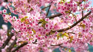 Musim Sakura Datang Lebih Cepat, Jepang Catat Mekar Paling Awal Sejak Puluhan Tahun