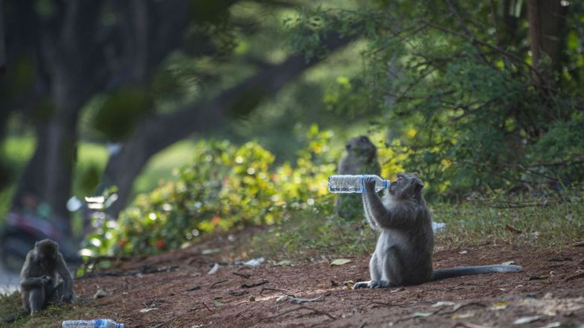 Monyet Ekor Panjang Muncul di Perumahan Mewah Pluit, BKSDA DKI Sebut karena Kebiasaan 'Buruk' Sering Diberi Makan