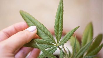 法律专家：卫生部有权发布有关医用大麻许可证的规则